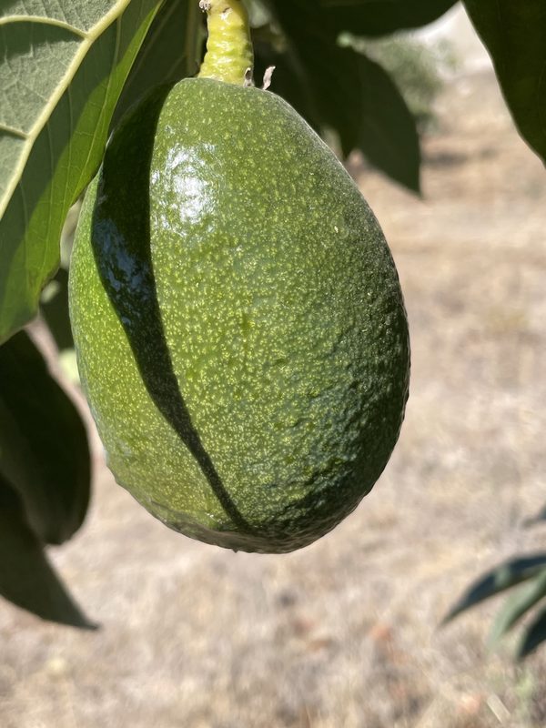Aguacate en el árbol