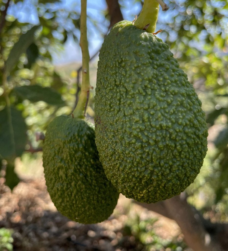 Dos aguacates Hass colgando del árbol en nuestra finca de Granada