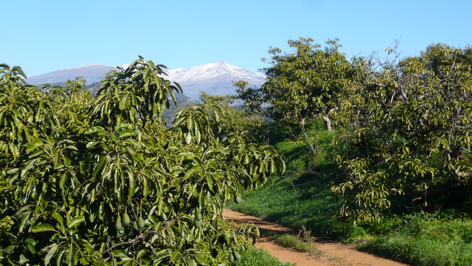 Camino entre árboles de aguacate con la Sierra Nevada al fondo